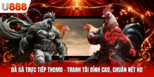 Đá gà trực tiếp Thomo